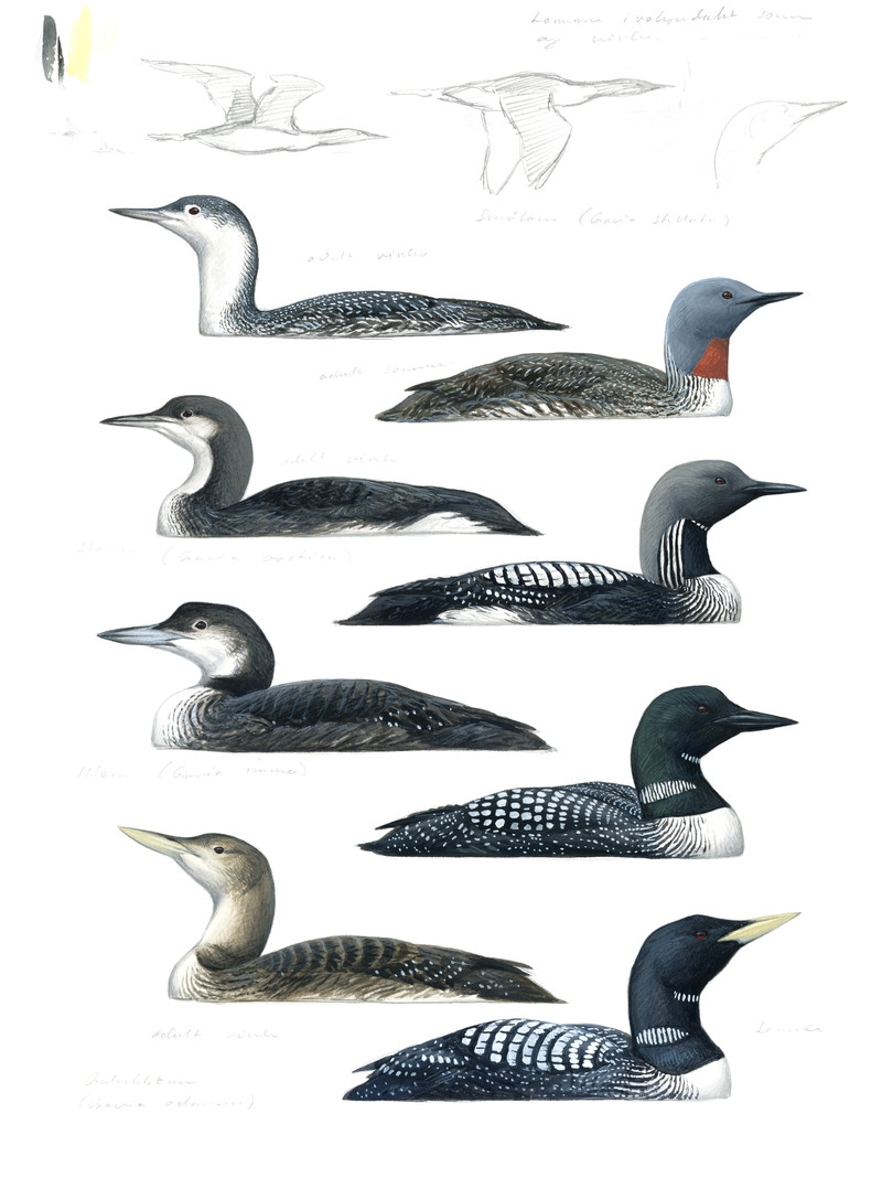 Thorenfeldt, Axel (1998-), Lommer, 2023