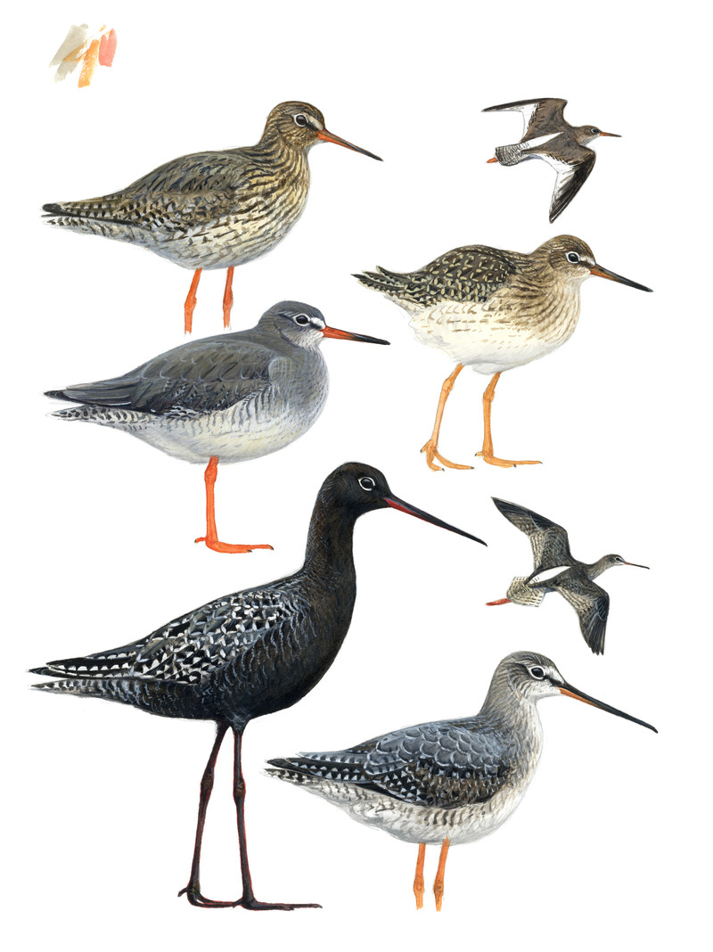 Thorenfeldt, Axel (1998-), Rødbeinte tringa-vadere (2023)   SOLGT