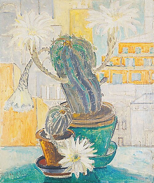 Blomstrende kaktus i vinduskarm