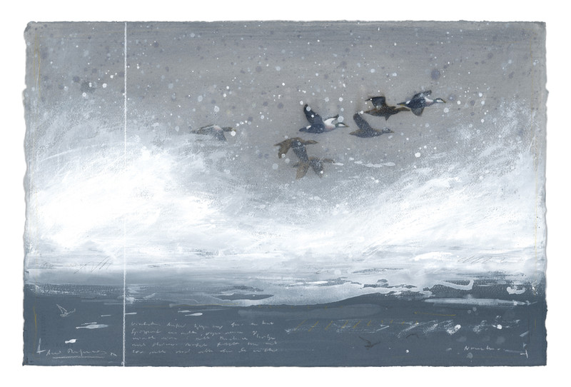 Thorenfeldt, Axel (1998-), Ærfugl i storm, 2024