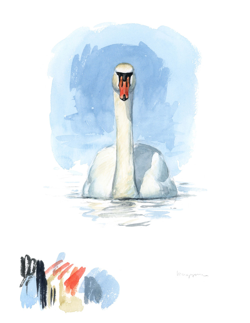 Thorenfeldt, Axel (1998-), Knoppsvanestudie (2022)    SOLGT