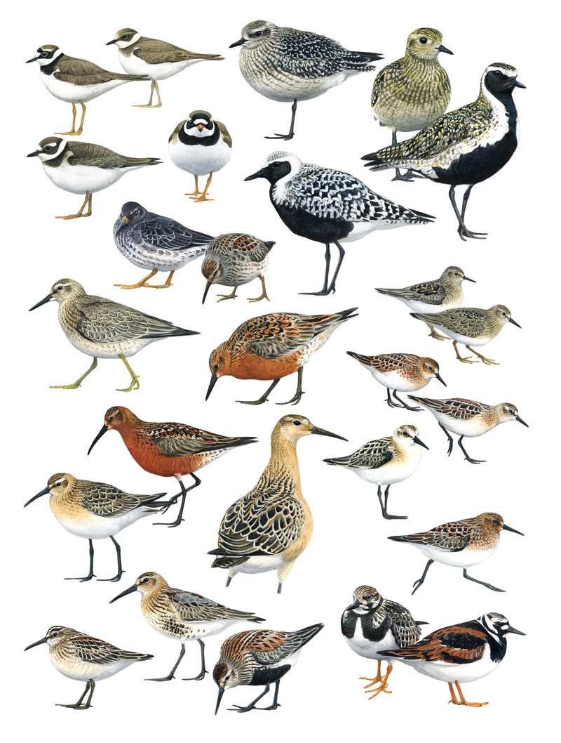 Thorenfeldt, Axel (1998-), Vadefugler, 2023