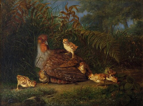 Rapphøne med kyllinger 1862