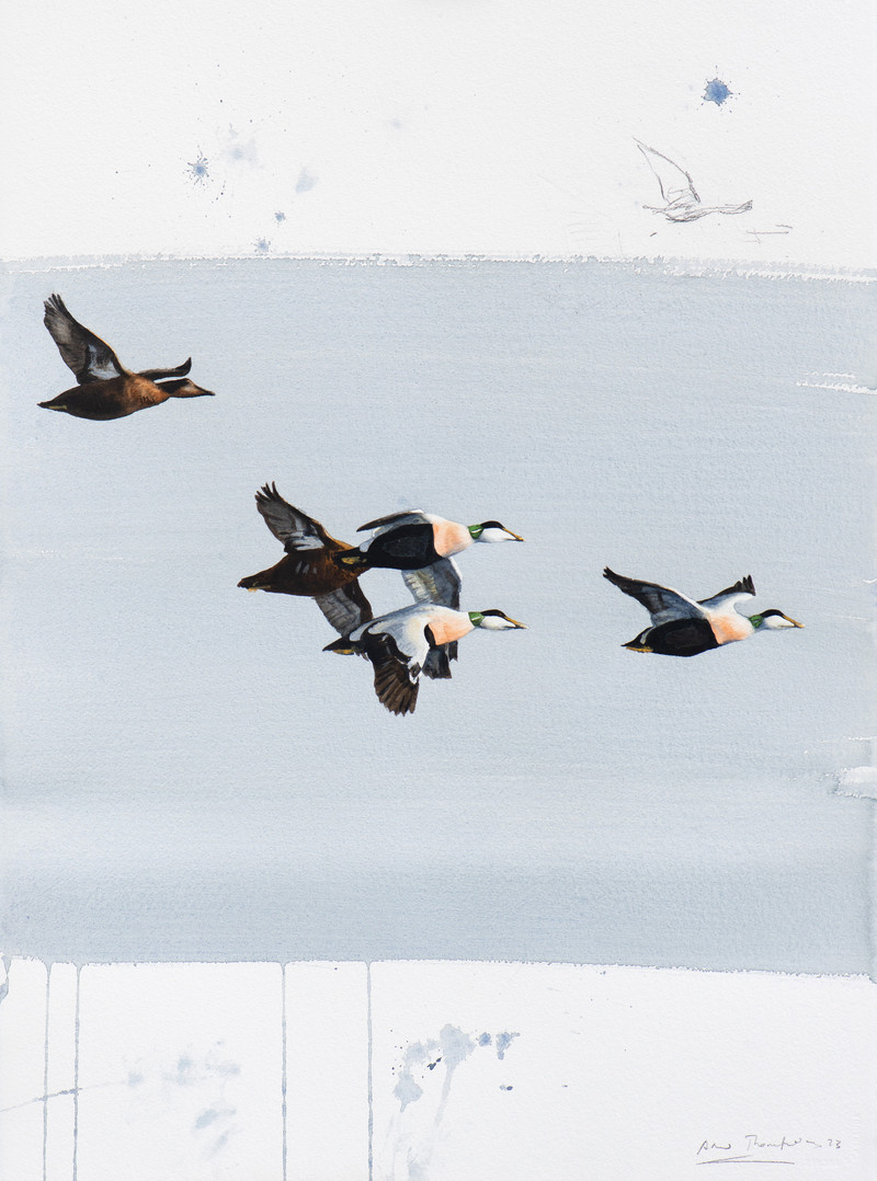 Thorenfeldt, Axel (1998-), Ærfugl (2023)    SOLGT