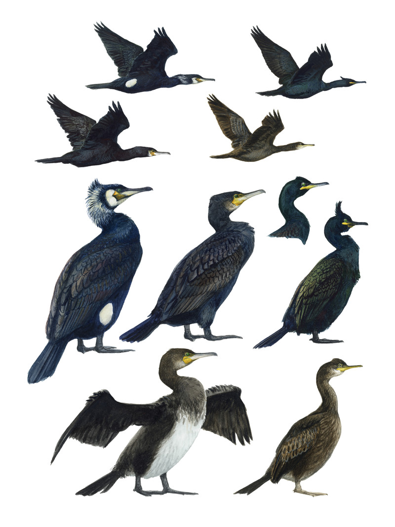 Thorenfeldt, Axel (1998-), Toppskarv og storskarv (2023)   SOLGT