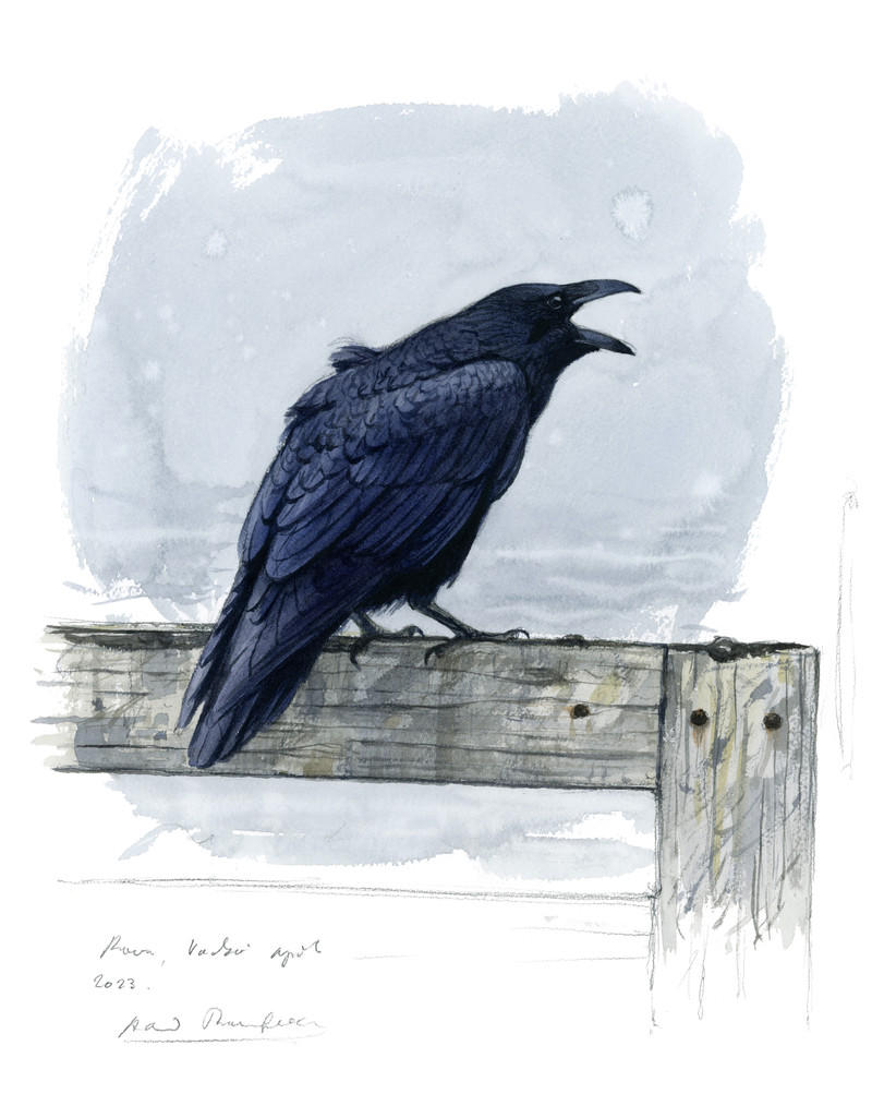 Thorenfeldt, Axel (1998-), Ravn (2023)    SOLGT