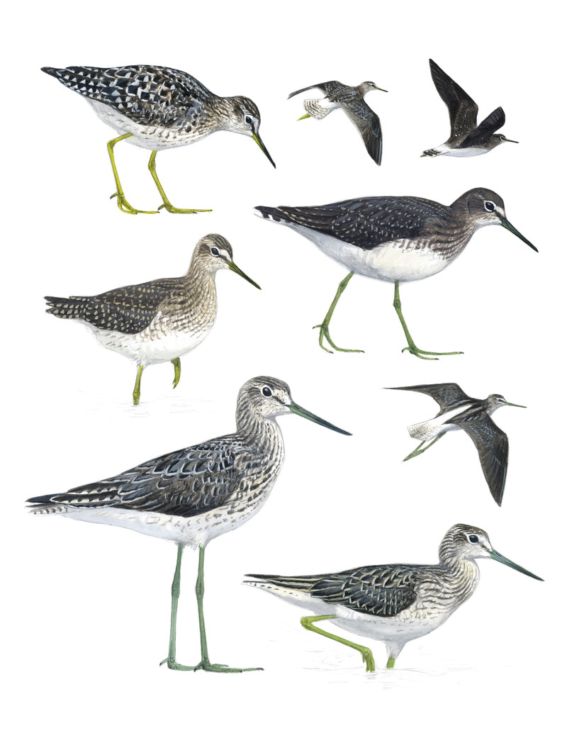 Thorenfeldt, Axel (1998-), Grønnbeinte tringa-vadere, 2023