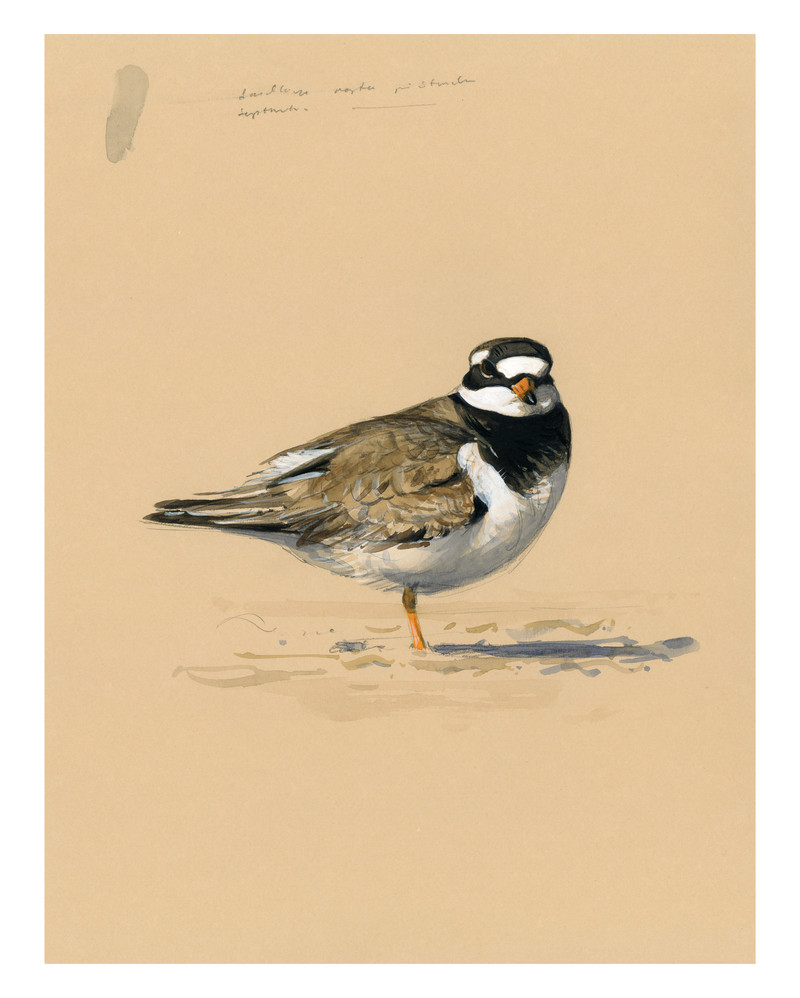 Thorenfeldt, Axel (1998-), Sandlo II (2024)   SOLGT