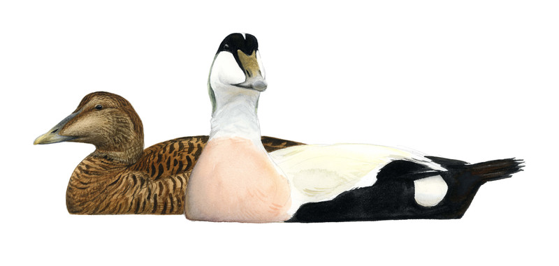 Thorenfeldt, Axel (1998-), Stokkand-, kvinand- og ærfugl-par (2023)    SOLGT