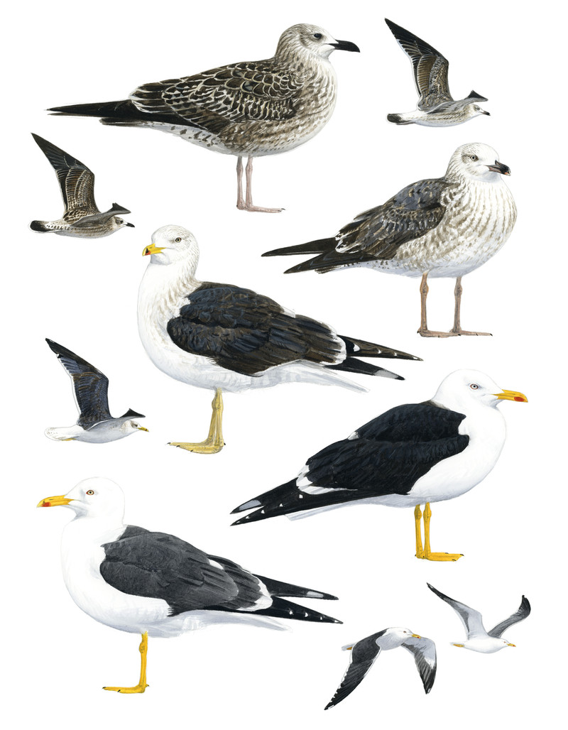 Thorenfeldt, Axel (1998-), Sildemåke (2023)   SOLGT