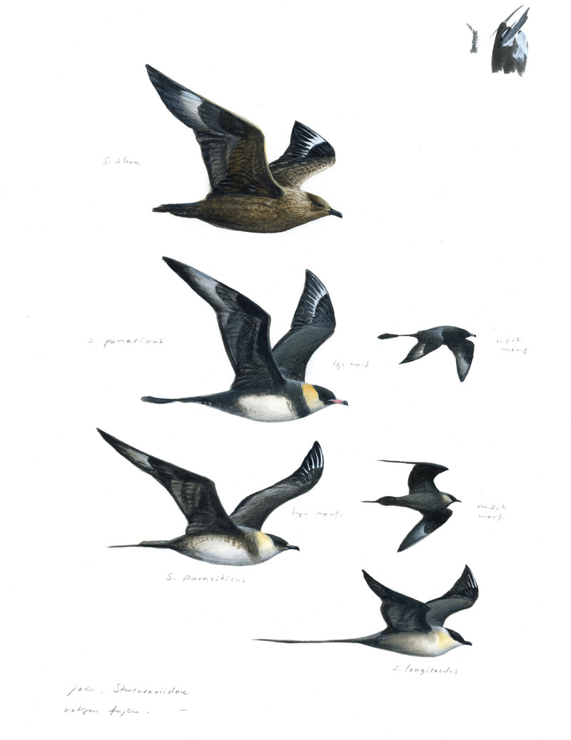 Thorenfeldt, Axel (1998-), Joer (2024)   SOLGT