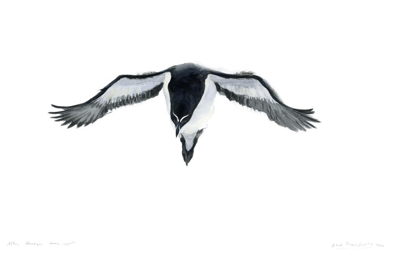 Thorenfeldt, Axel (1998-), Alke, 2022