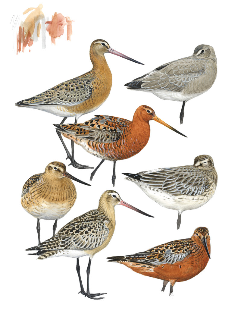 Thorenfeldt, Axel (1998-), Svarthalespove og lappspove (2023)   SOLGT