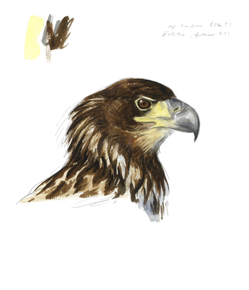 Thorenfeldt, Axel (1998-), Havørn (2023)   SOLGT