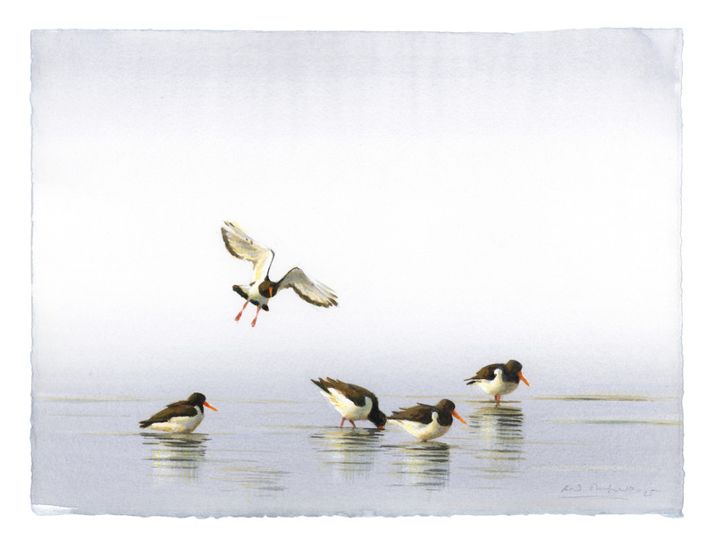 Thorenfeldt, Axel (1998-), Morgen/tjeld I (2025)    SOLGT