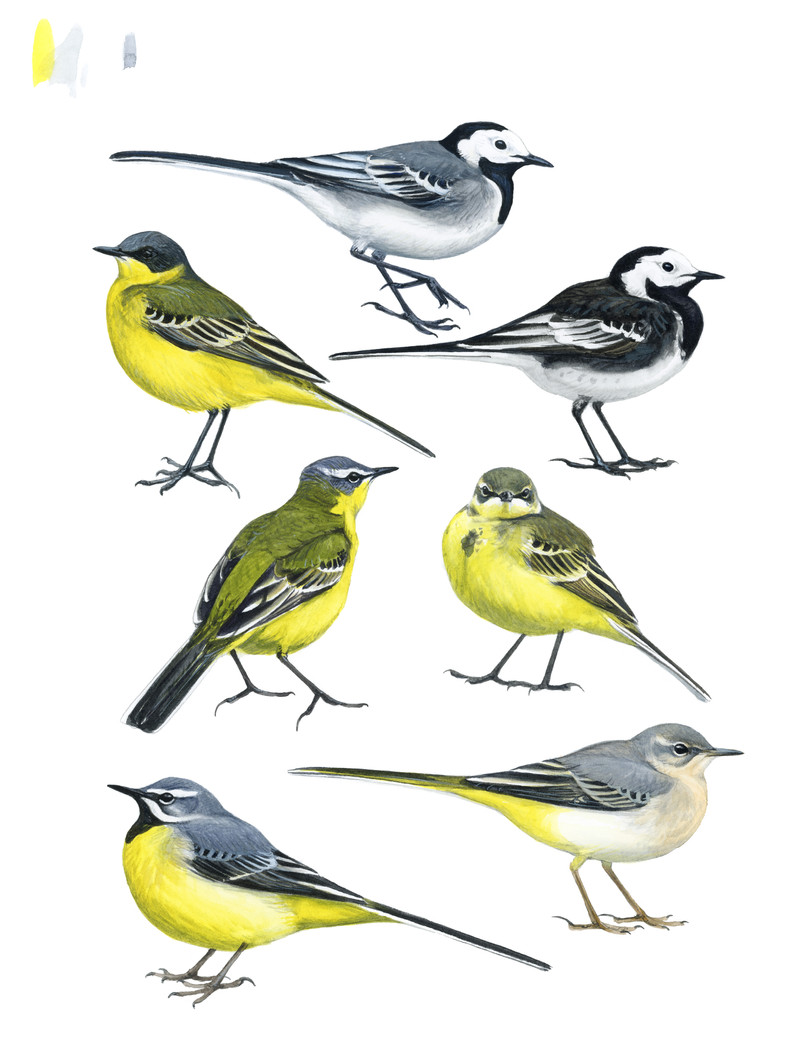 Thorenfeldt, Axel (1998-), Erler; linerle, svartryggerle, gulerle og vintererle (2024) SOLGT