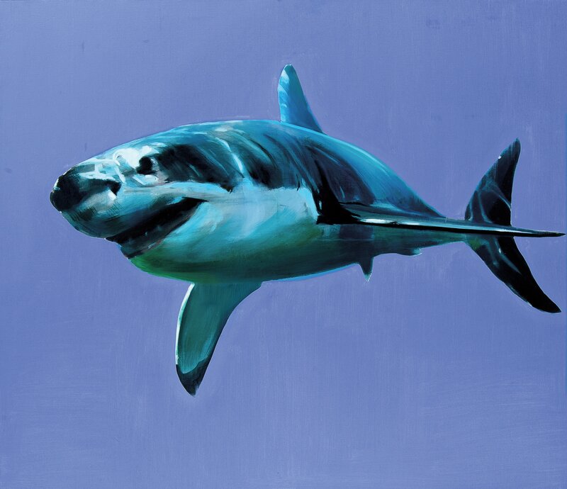 Shark 2008