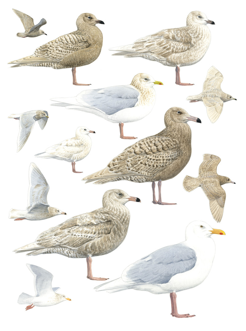 Thorenfeldt, Axel (1998-), Polarmåke og grønlandsmåke (2023)    SOLGT