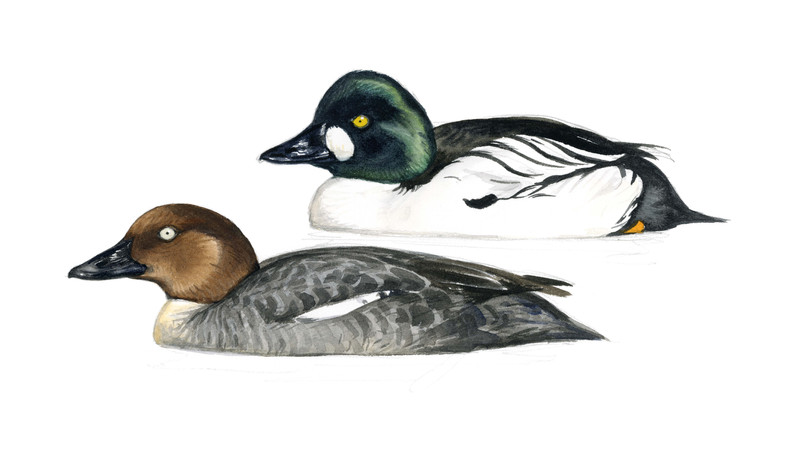 Thorenfeldt, Axel (1998-), Stokkand-, kvinand- og ærfugl-par (2023)    SOLGT