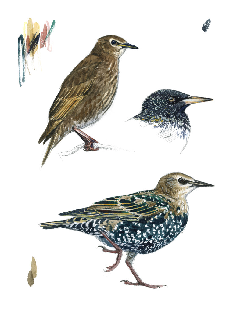 Thorenfeldt, Axel (1998-), Stærstudier, 2024