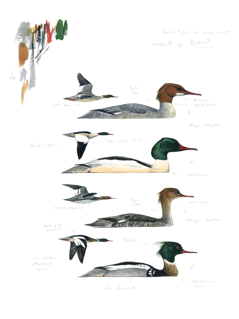 Thorenfeldt, Axel (1998-), Laksand og siland, 2022