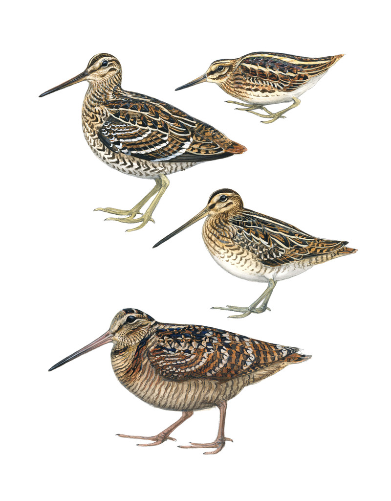 Thorenfeldt, Axel (1998-), Bekkasiner og rugde (2024)   SOLGT