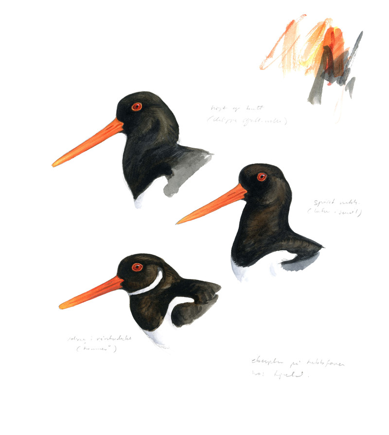 Thorenfeldt, Axel (1998-), Tjeld (2024)   SOLGT