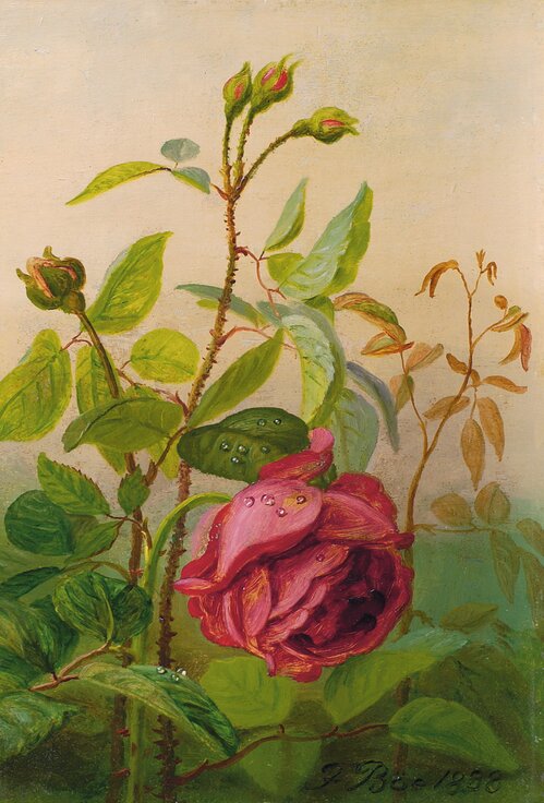 Rose 1888