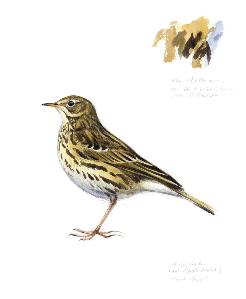 Thorenfeldt, Axel (1998-), Heipiplerke (2022)    SOLGT