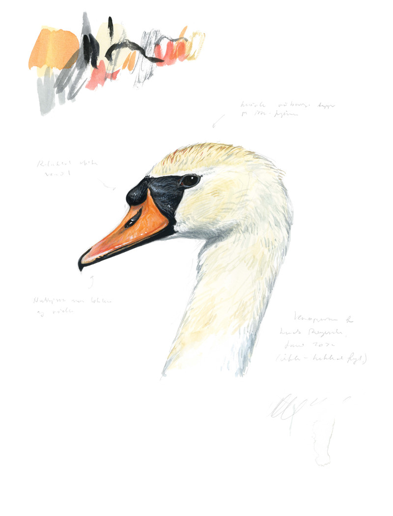 Thorenfeldt, Axel (1998-), Knoppsvaneportrett, 2022