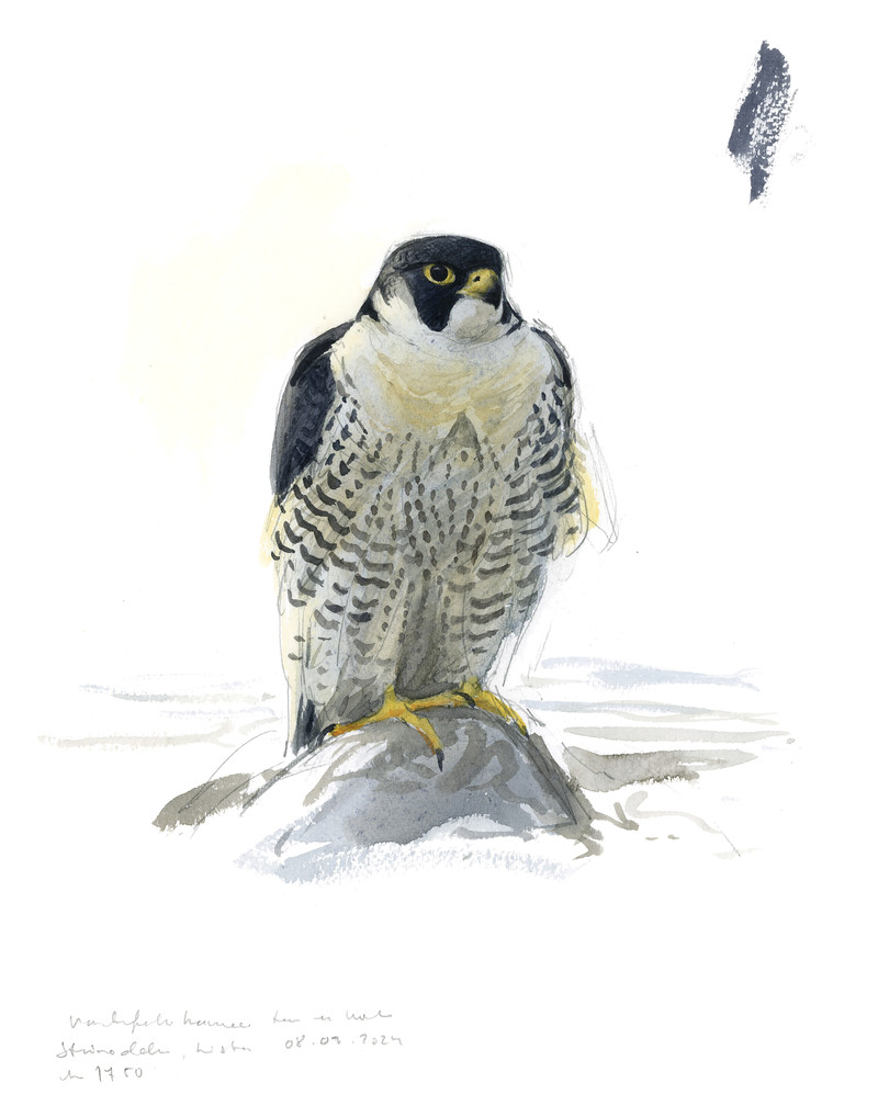 Thorenfeldt, Axel (1998-), Vandrefalk (2024)    SOLGT
