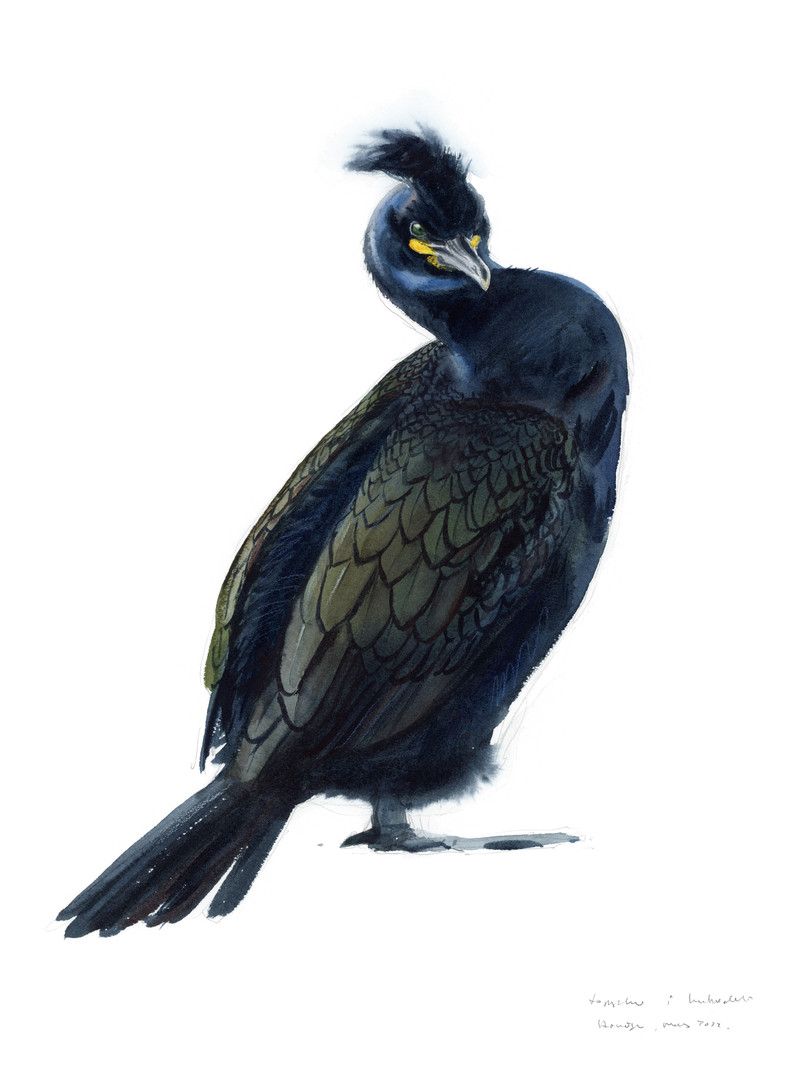 Thorenfeldt, Axel (1998-), Toppskarv (2023)   SOLGT