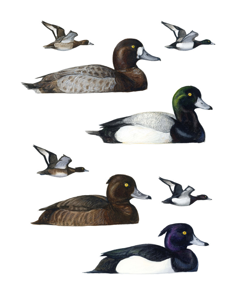 Thorenfeldt, Axel (1998-), Bergand og toppand, 2024