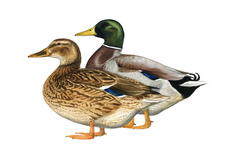 Thorenfeldt, Axel (1998-), Stokkand-, kvinand- og ærfugl-par (2023)    SOLGT