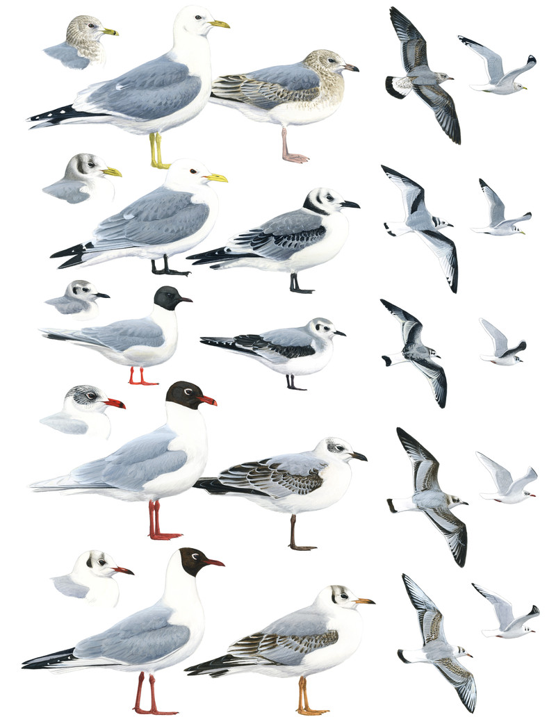 Thorenfeldt, Axel (1998-), Småmåker (2023)    SOLGT