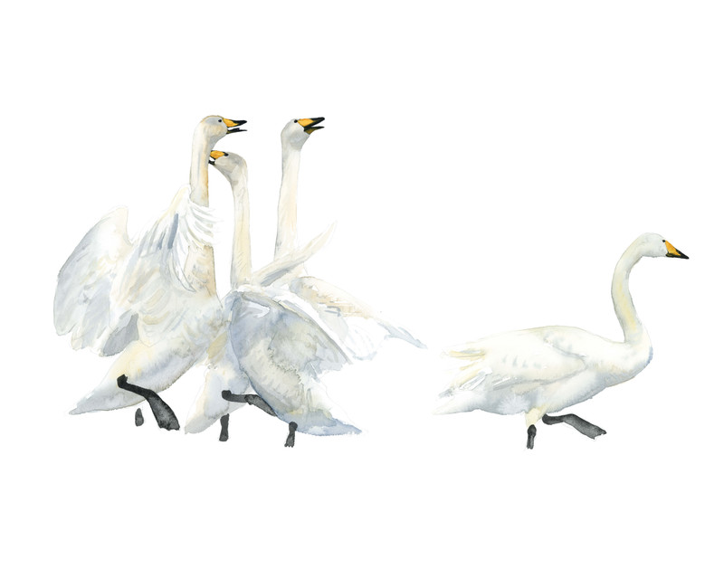 Thorenfeldt, Axel (1998-), Sangsvaner, 2024