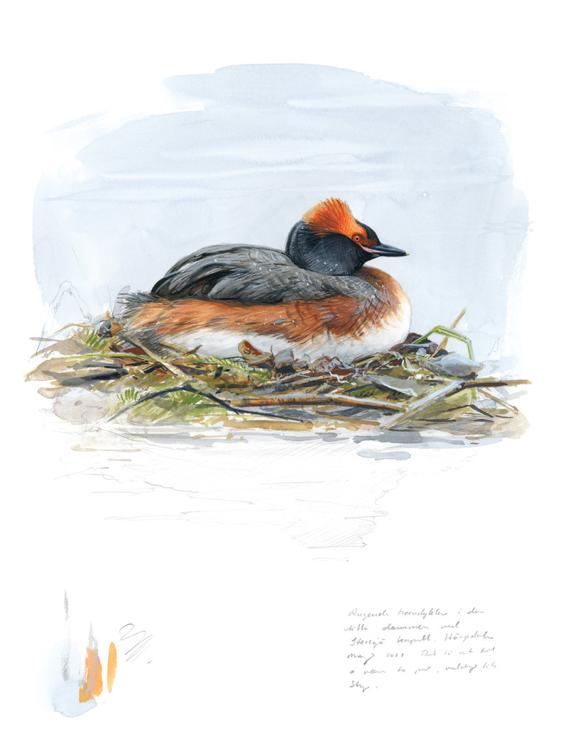 Thorenfeldt, Axel (1998-), Horndykker (2023)    SOLGT